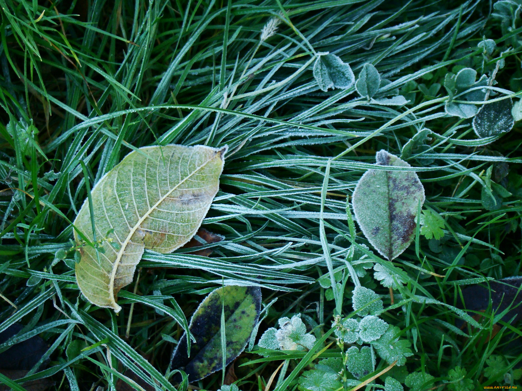 Царский лист. Макрофильная природа листьев.